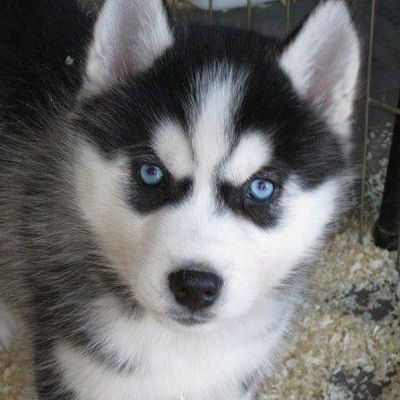 Олег Гаркалин