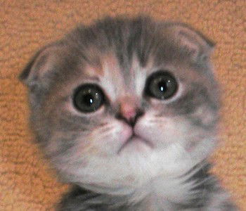 Любовь Попкова