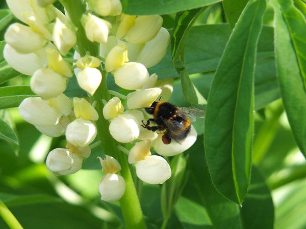 Лариса Железняк