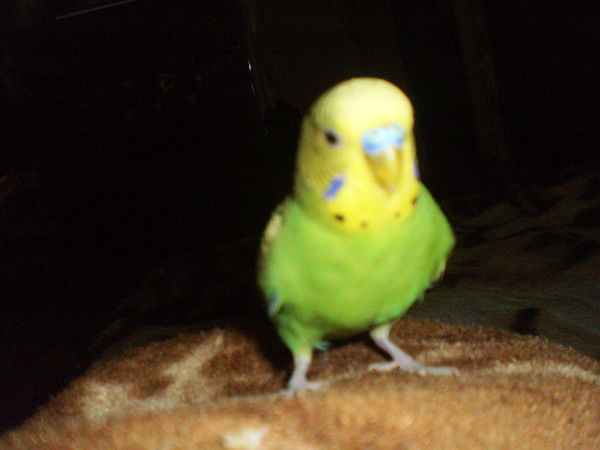 Серега Кравченко