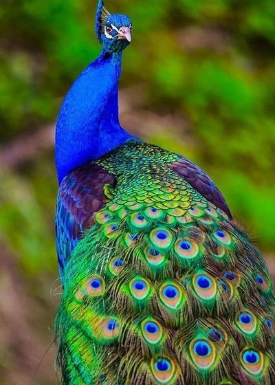 Найля Нигматулина