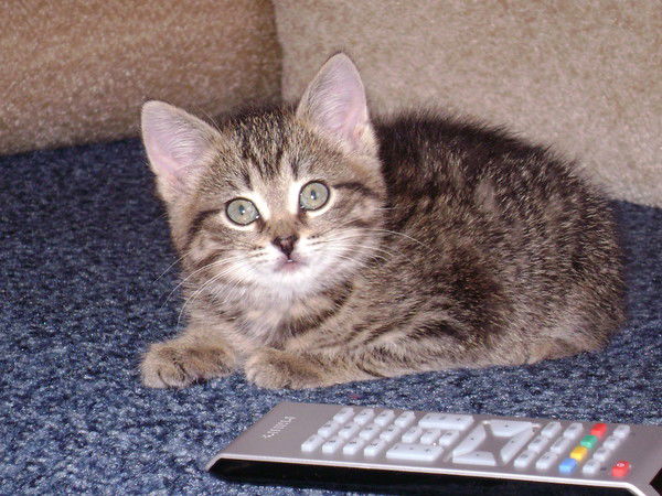 Анна Карпова