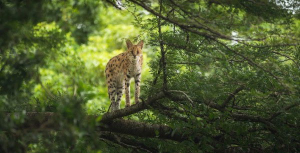 Марина Маклашкина