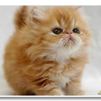 Артём Умнов