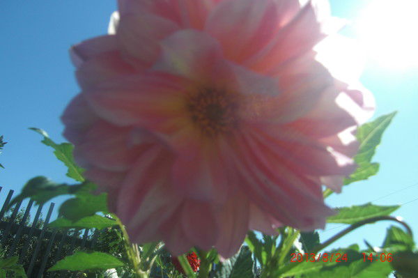 Алеша Папович