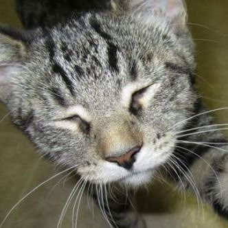 Василий Флоча