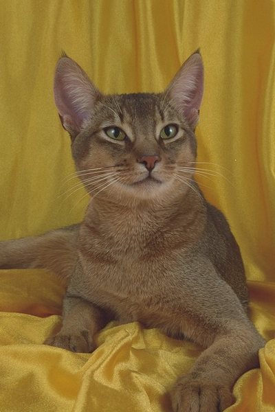 Андрей Воробьев