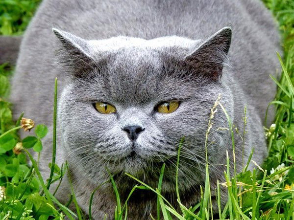 Зайнаб Кадирова