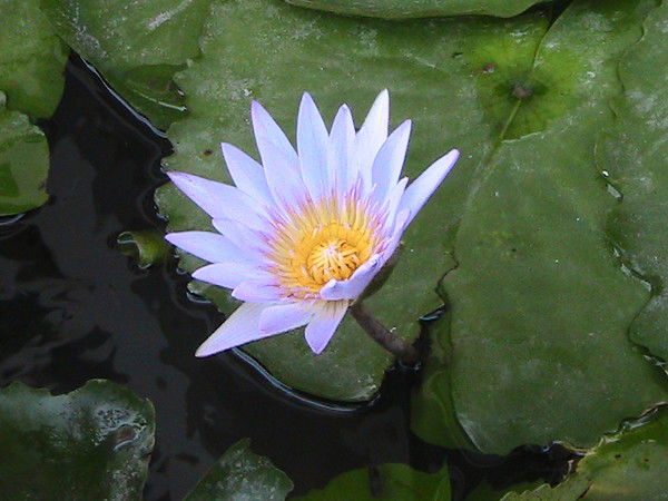 Михайлова Татьяна