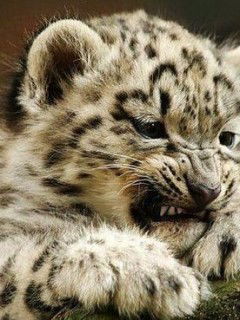 Арсений Михалович