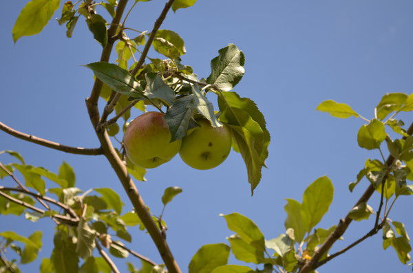 Анастасия Рамзина