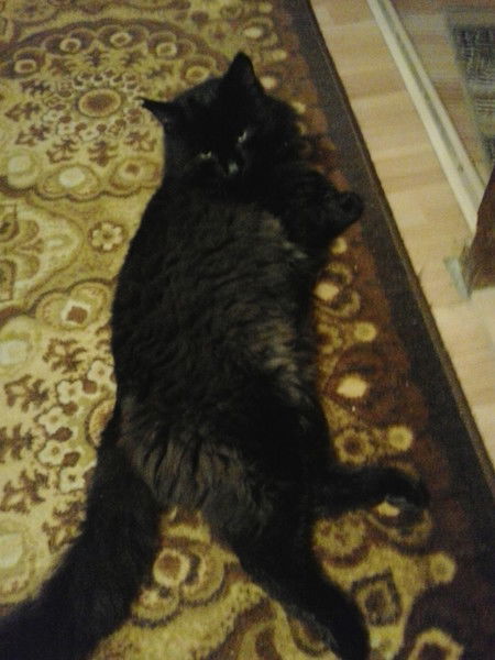 Алексей Подгорнов