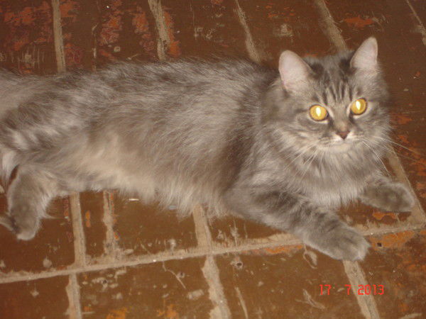 Анатолий Козлов