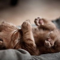 Ирина Акчурина