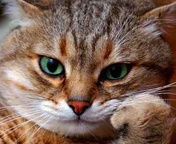 Виталий Квас