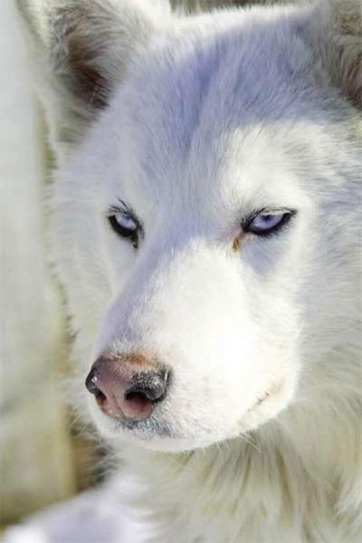 Лена Лысенко