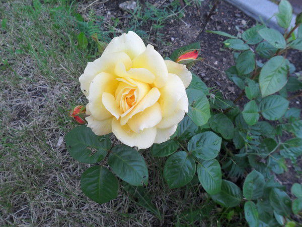 Лена Назарова