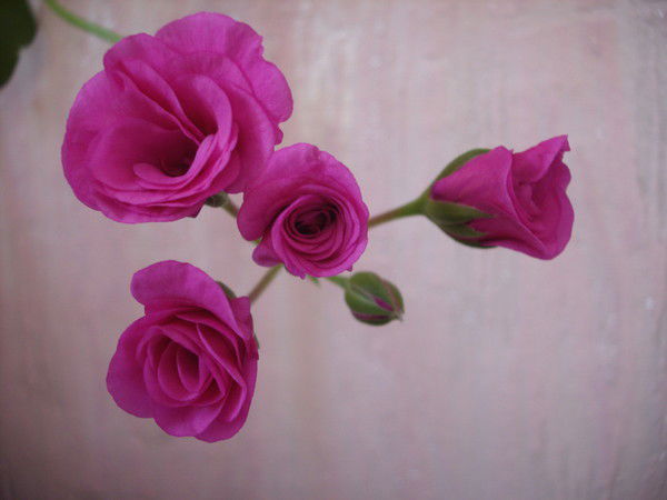 Валентина Осипова