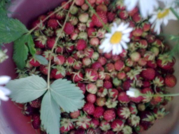 Лайна (Лена) Хасенова (Саруарова)