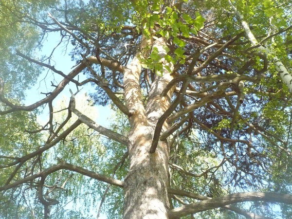 Сергей Сергеев