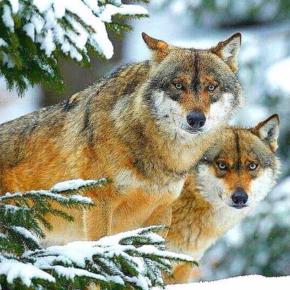 Берик Байганов