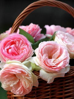 Айгуль Аленова