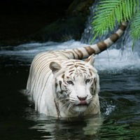 Даша Фролова