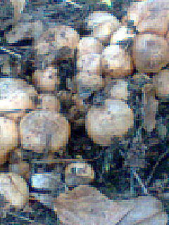 Дмитрий Косачев