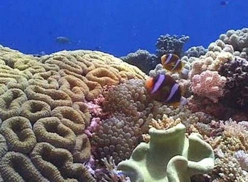 Игорь Кутасевич