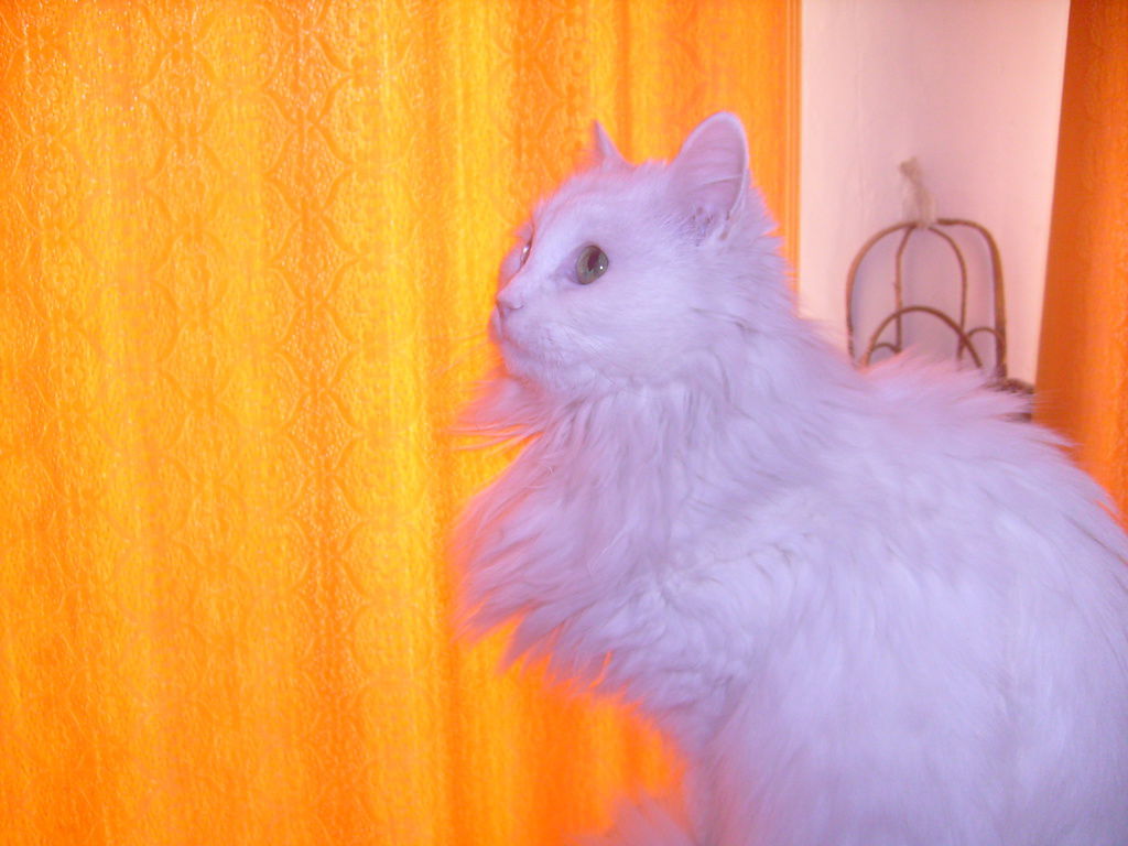 Не Помню Не Знаю