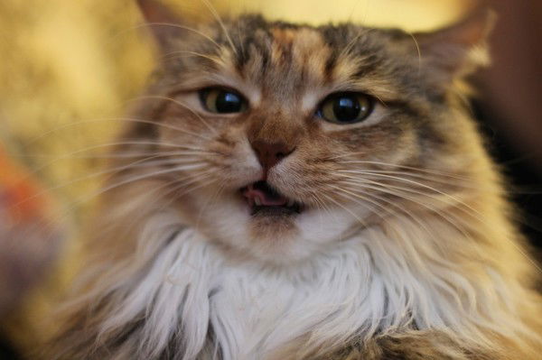 Максим Рубеко