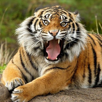 Софья Кудряшова