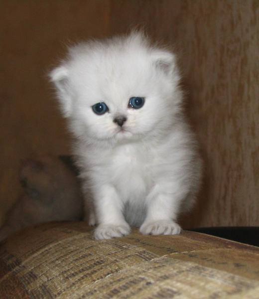 Фарида Бердыева