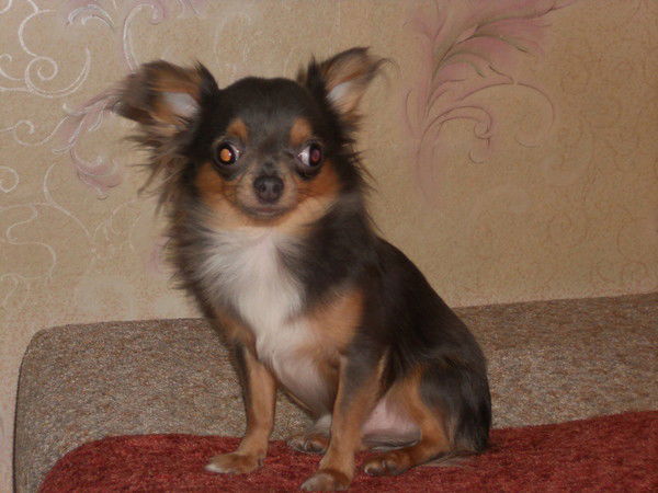 Вероника Фатеева