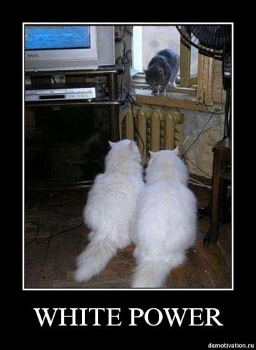 Александр Арешкович