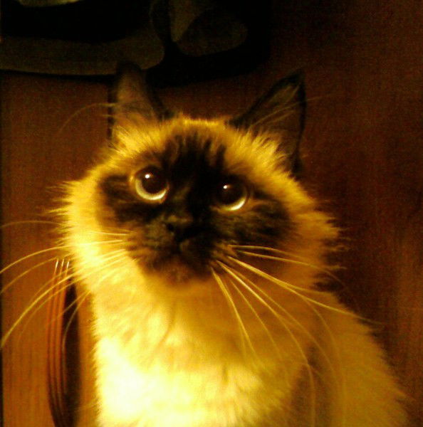 Жанна Маева