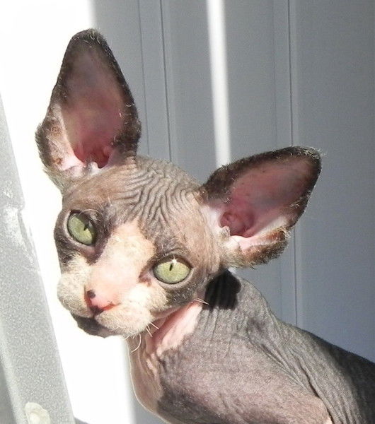 Елена Шевердина