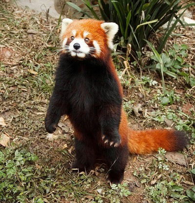 Валерий Кудосов