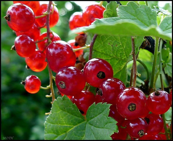 Лаззат Кажмуратова