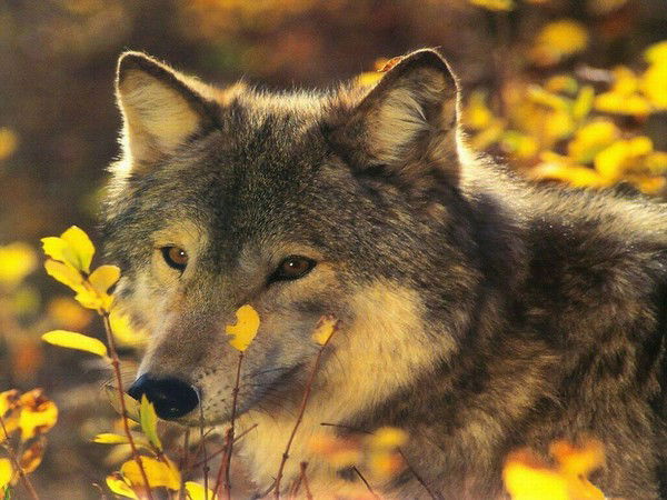 Руслан Джамбулатов