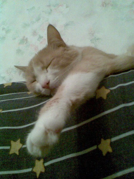 Галина Ангелова