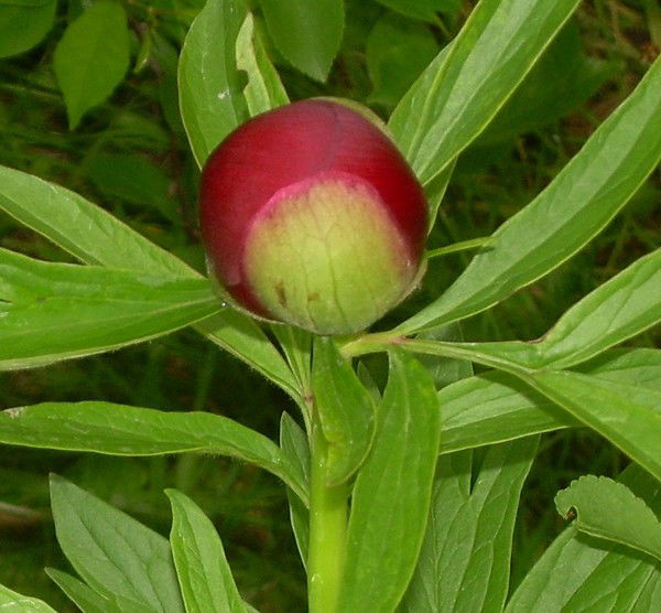 Дмитрий Сидоров