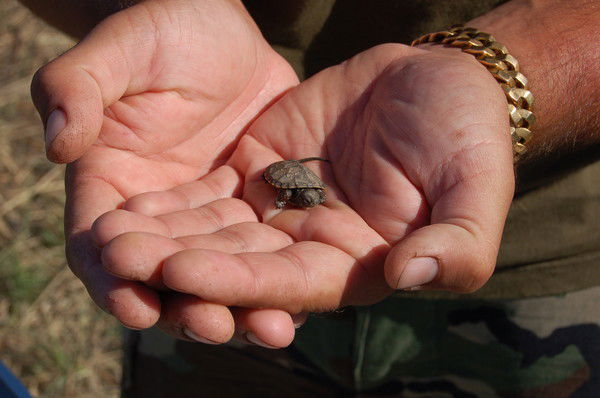 Эльвек Джимбинов