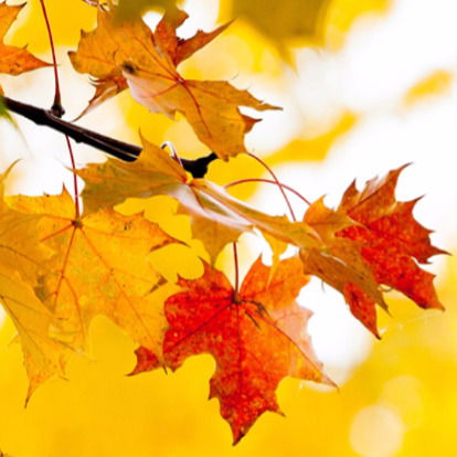 Тамара Захарченко