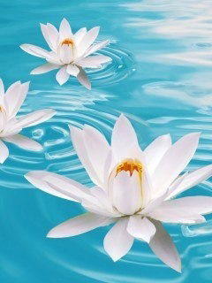 Индира Расулова