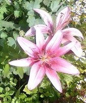 Галина Галина