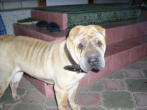 Александр Гупало