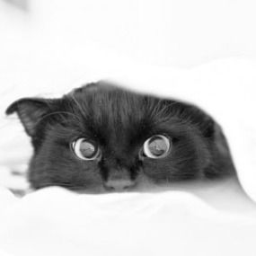 Елена Полетикина