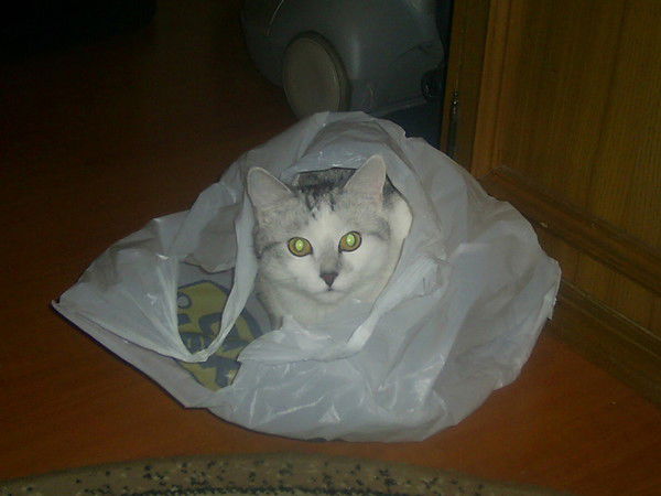 Вера Василеженко