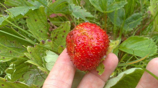 *малинка* **********